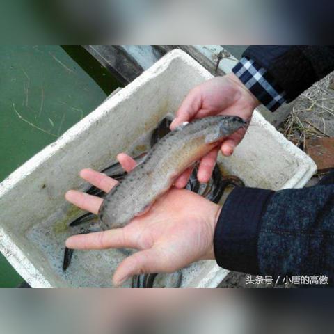 海泥鳅今日行情查询与价格分析