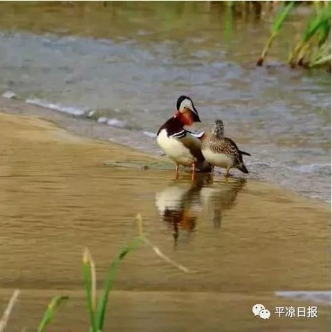 泾河发大水实时报道，最新热点深度解析