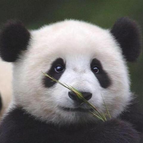 世界马甲名牌排行榜