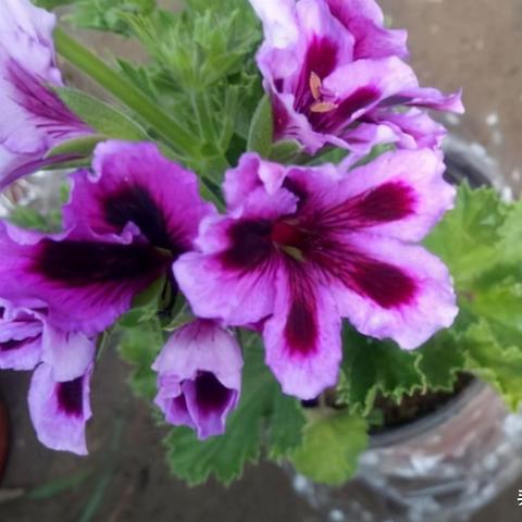 世界名花品种排行榜盘点