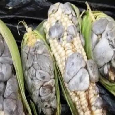 玉米棒今日行情分析