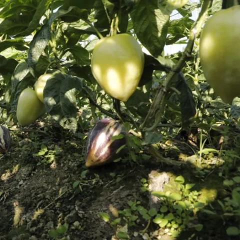 Melon全球排名揭晓，最受欢迎的水果魅力何在？