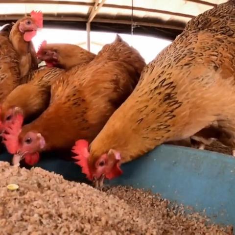 今日关注，最新养鸡价格行情解析