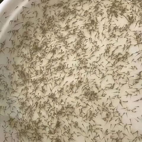 鲈鱼今日行情走势解析