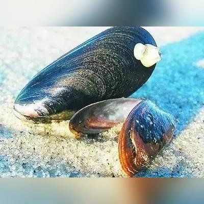 盖州北海新里程碑诞生，头条新闻报道