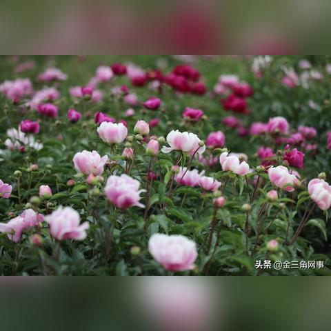 瑜伽诗句励志心灵之旅，探寻内心宁静与力量