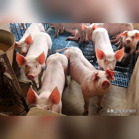 温氏今日行情最新消息及新闻概述