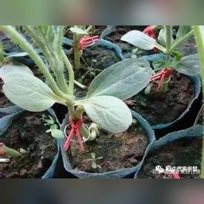 广州今日西瓜行情解析，最新消息与行情详解