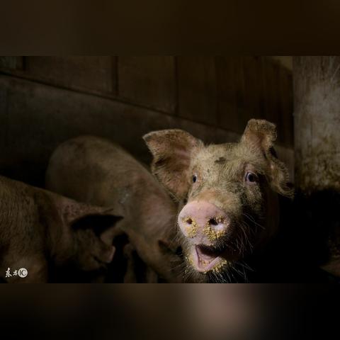 滁州猪价今日行情及走势分析