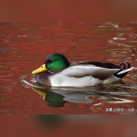 今日种蛋鸭蛋报价更新及分析，最新市场价格概览