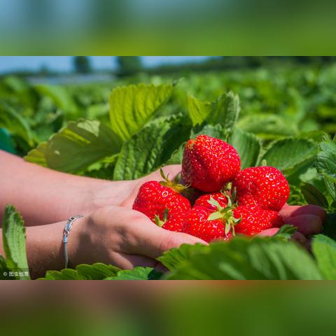 大村草莓价格行情最新分析与报价表揭秘