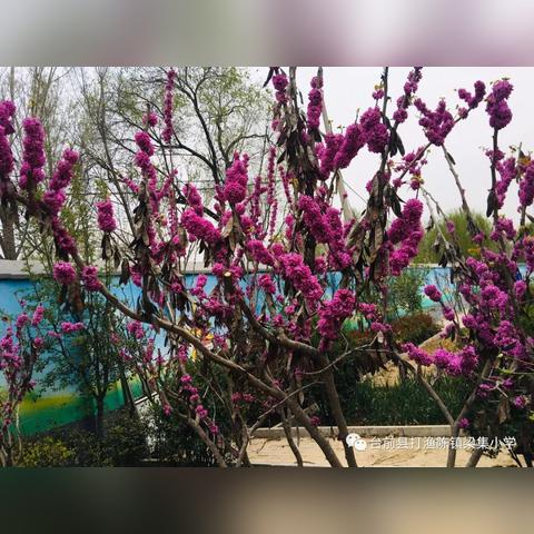 梁集镇小学排名前十深度解析及名校盘点