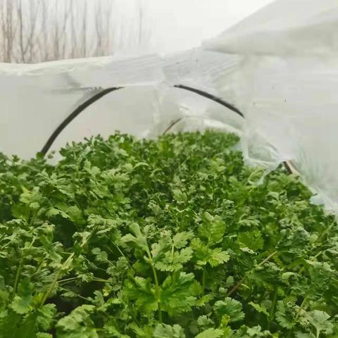 青岛疫情最新通知与消息更新