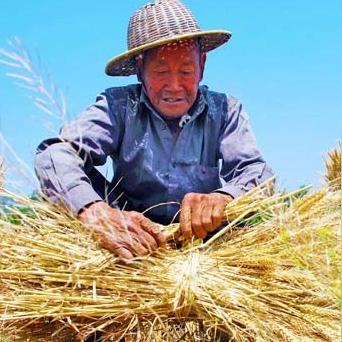 合肥与安徽有钱人，最新消息解读与新闻动态