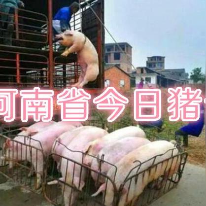 焦作今日猪价最新动态，分析与预测及价格表