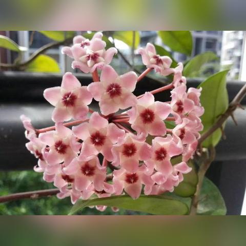 励志语录花盆，种下梦想，收获未来的花语启示