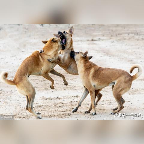 东里今日行情深度解析，最新数据与趋势预测，最新消息查询