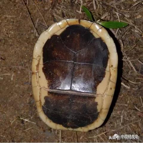 河南大米最新价格走势分析，今日大米价格概览