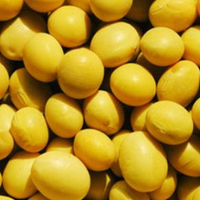 豆粕最新价格行情报告发布，今日豆粕价格查询更新