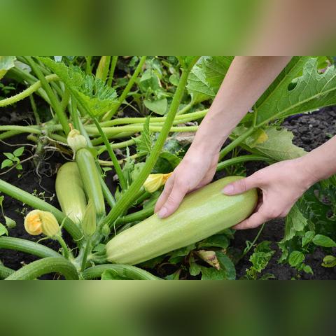 最新辣椒行情今日价格解析及价格表