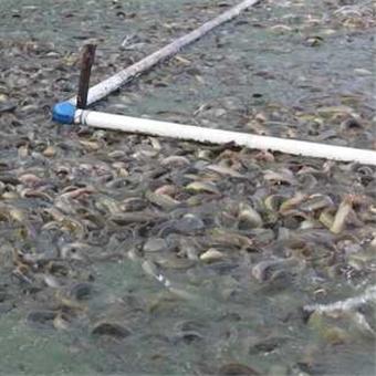 广东泥鳅价格今日行情分析与最新消息