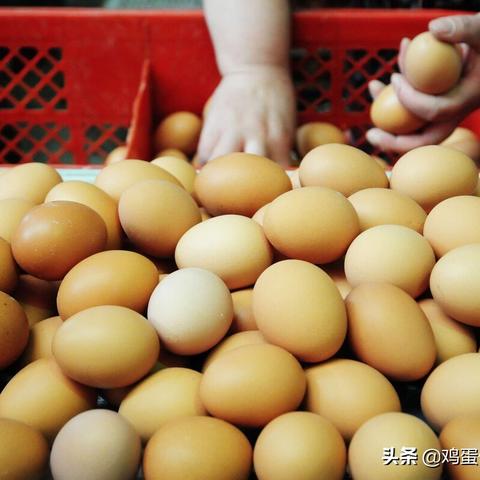 辣椒鸡蛋今日价格动态及最新价格表