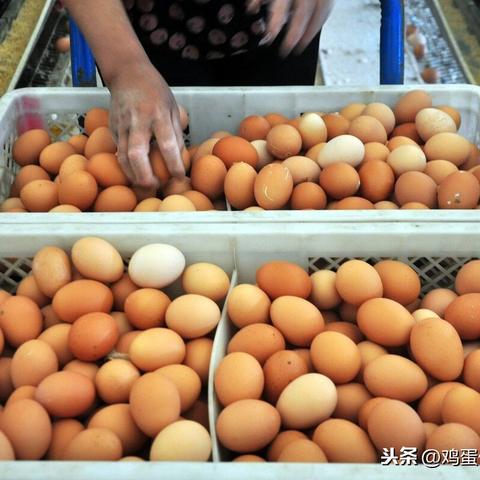今日红鸡与红鸡蛋价格解析，市场走势及影响因素全面探讨