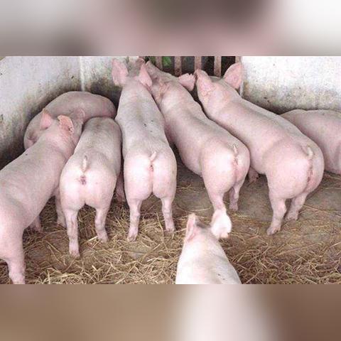 奉节县今日猪肉价格分析与猪价概述