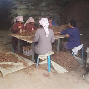 最新柴胡价格趋势分析，今日柴胡行情报告