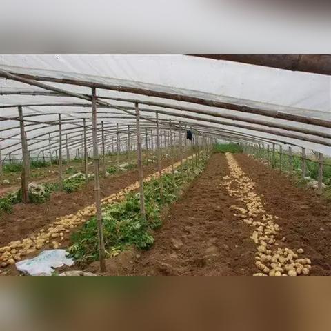 今日凉州洋芋价格走势分析，最新行情报告