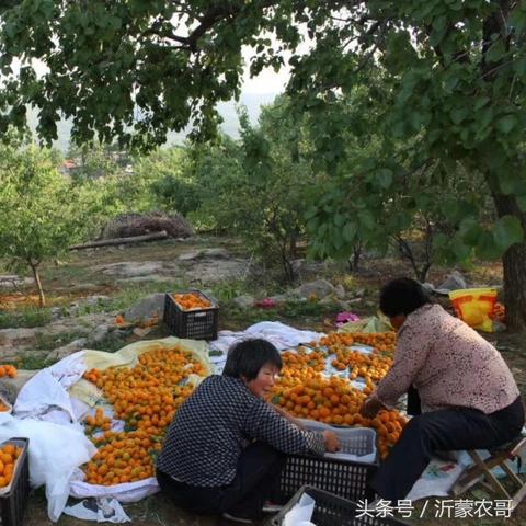 大黄杏今日价格行情分析与走势报告