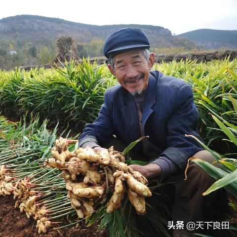 郑州大姜今日行情最新动态报道
