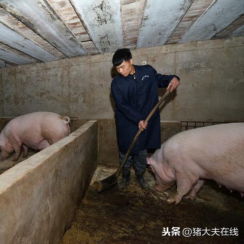 陕西今日毛猪价最新分析与价格表揭秘