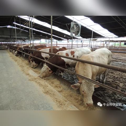 最新肉牛价格行情解析，今日走势及市场趋势分析