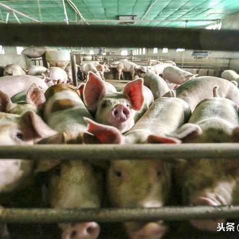 韦编三绝
