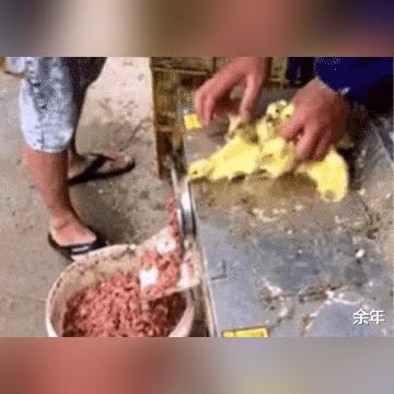 湖北红公鸡价格走势分析与最新消息揭秘