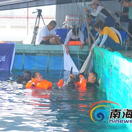 丫丫最新视频观察报告，最新动态与消息汇总