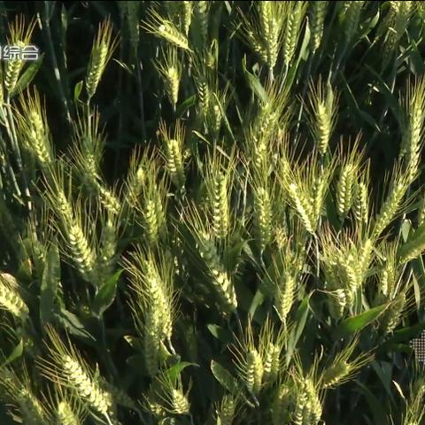 邯郸今日小麦最新价格分析与价格表更新