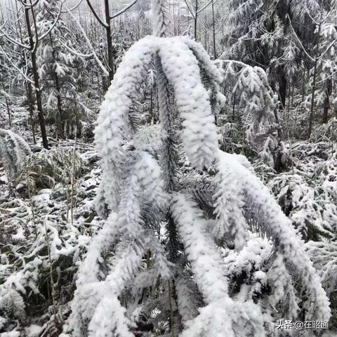 昭通今日下雪情况解析，今日昭通下雪了吗？