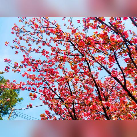 桃源土料布局规划图，重塑乡村魅力的新蓝图