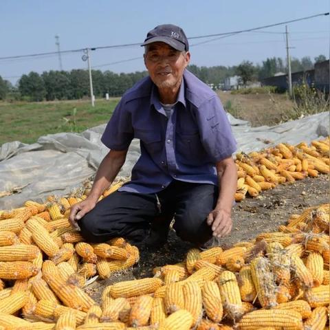 苏北小院最新出售消息及全面解读