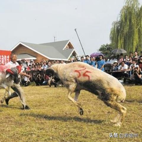 砀山羊头团购最新价格及市场趋势解析，购买攻略全掌握