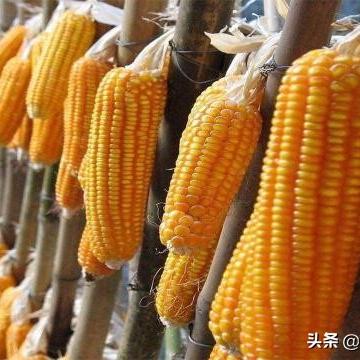 黑龙江囤粮大哥身份揭秘，最新消息与深度探究