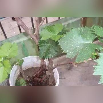 警惕葡萄盆栽骗局，最新案例揭秘与权益保护攻略